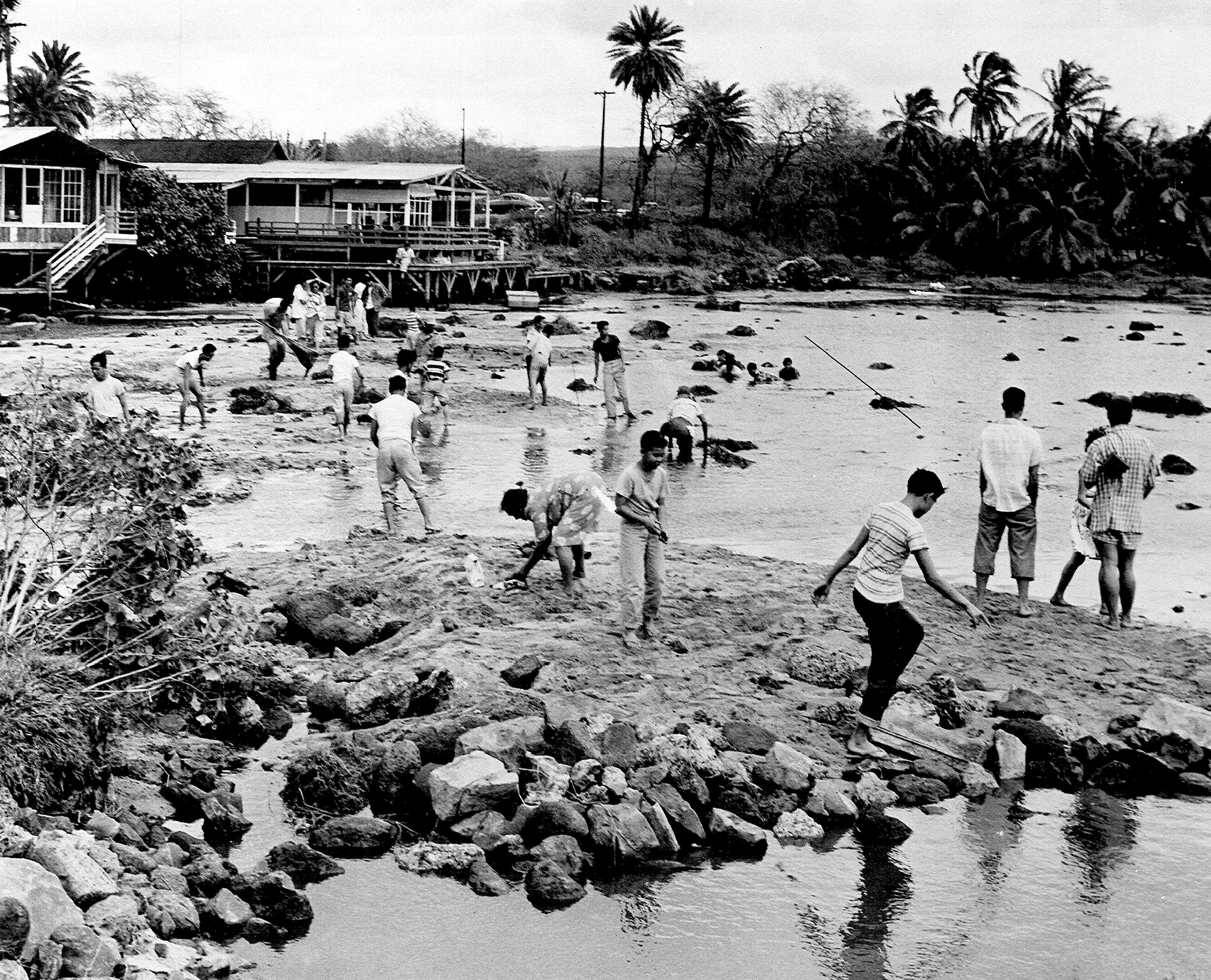 North Shore, Oahu, Hawaii. During the 9 March 1957 Aleutian Island tsunami, people foolishly explored the exposed reef, unawa
