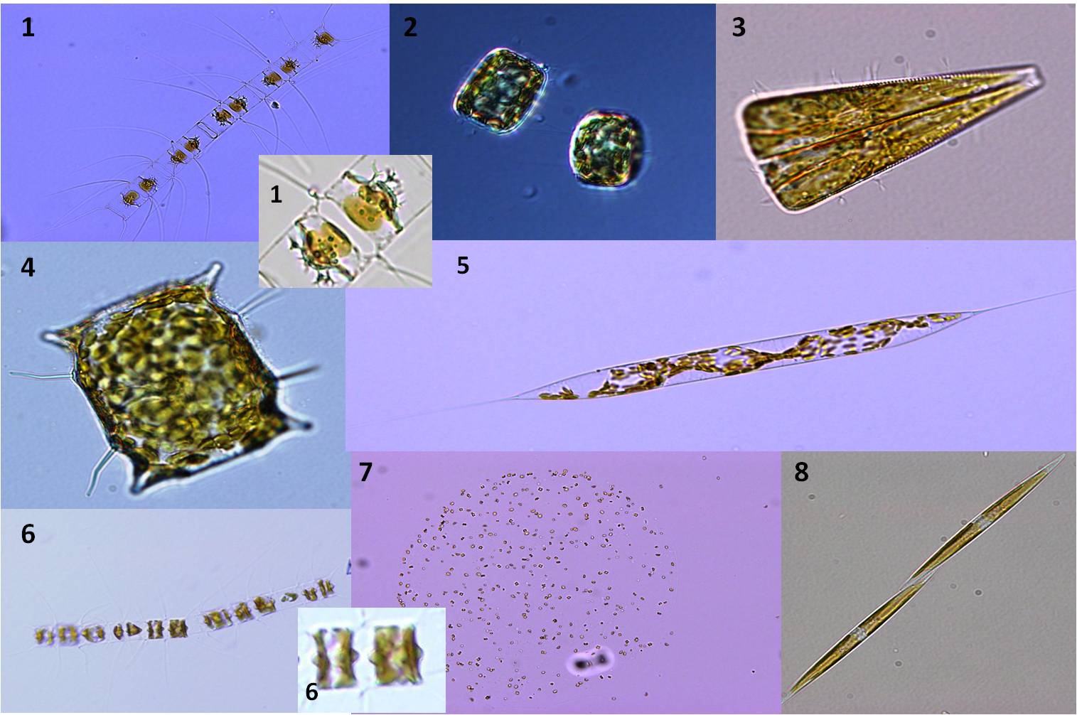 HAB/IRTA: International Phytoplankton Intercalibration (IPI)