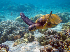 Marine Biogeographic Data Management (Contributing and using OBIS) 
