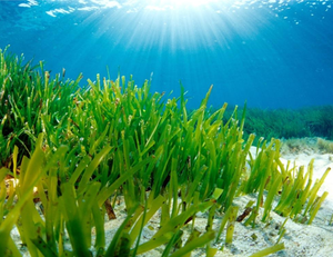 Carbono Azul y adaptación basada en ecosistemas: rol de humedales marinos y estuarinos frente a Cambio Climatico (énfasis manglares y pastos marinos)