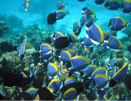 Marine Biogeographic Data processing using OBIS