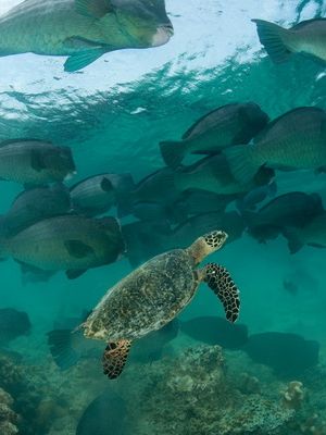 Foundations of Marine Spatial Planning