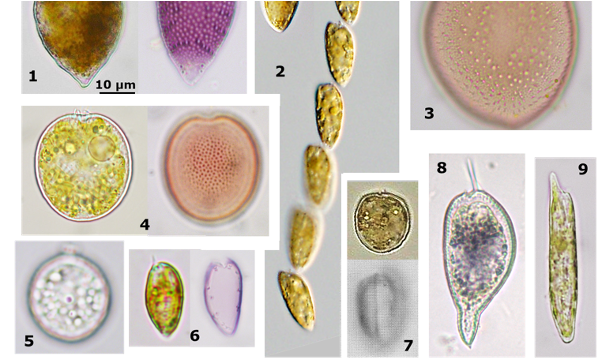 Identification of Marine Harmful Algal Bloom Species