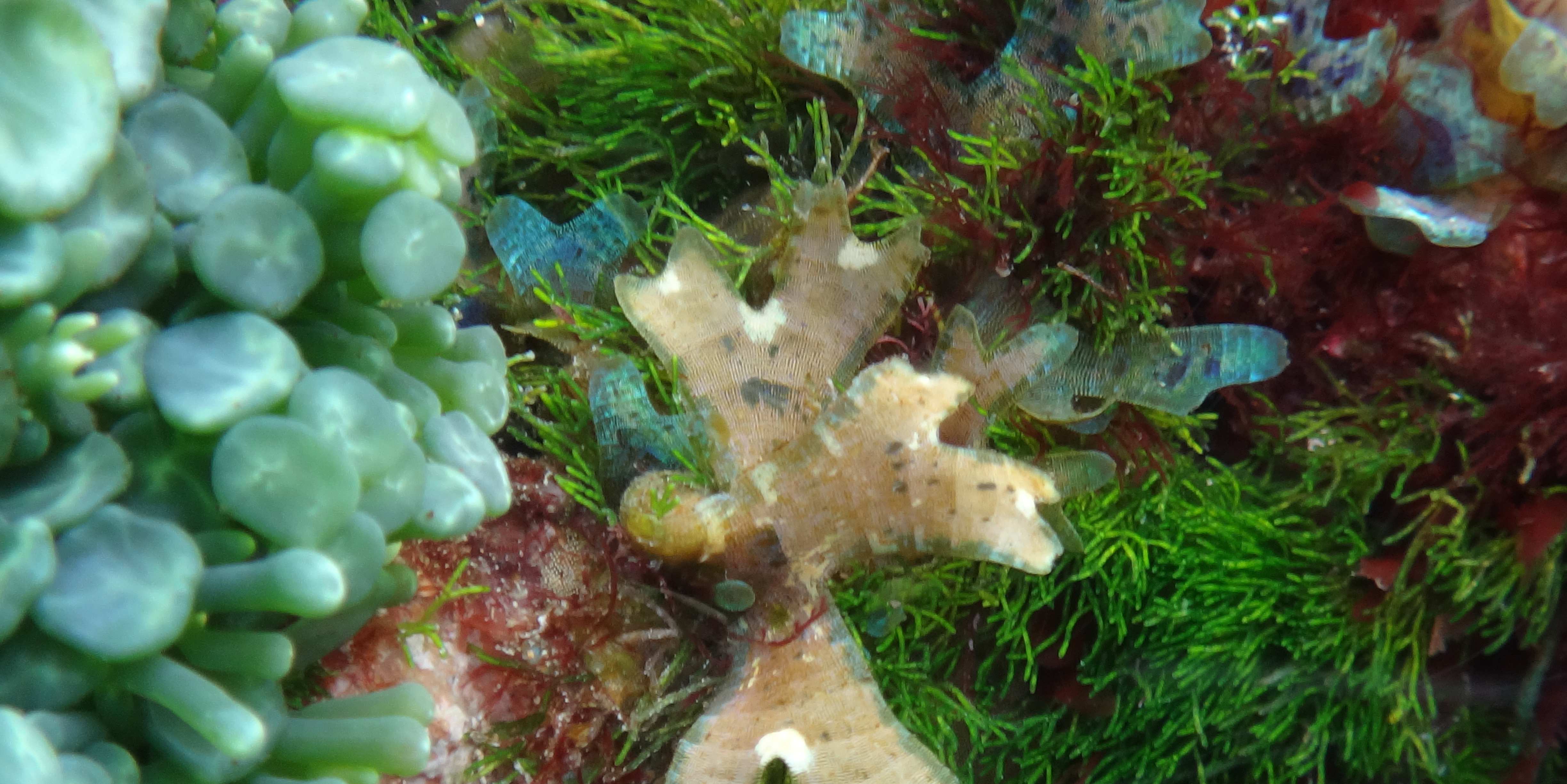 Seaweed diversity: an Ecuadorian perspective (Tropical East Pacific)
