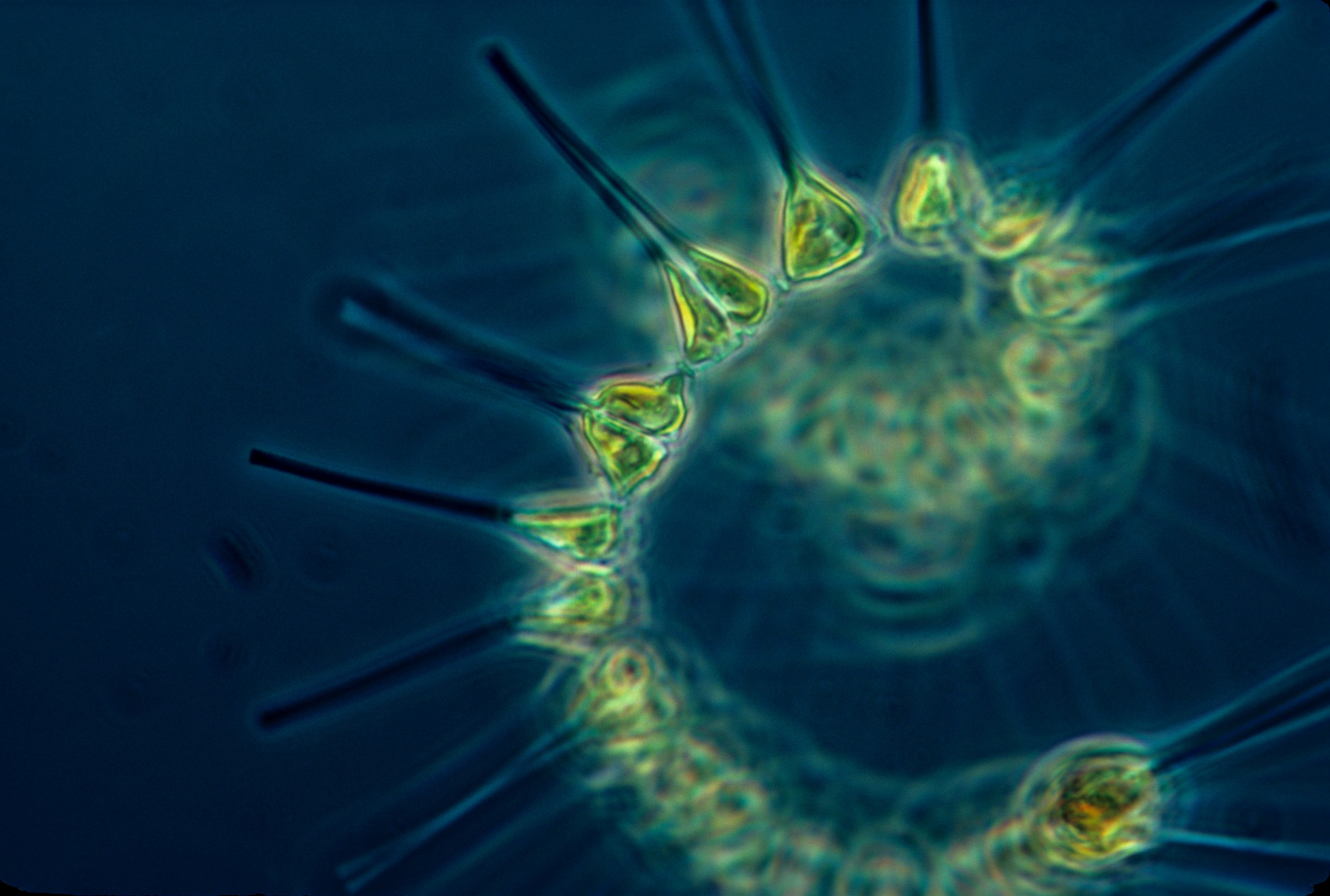 Culturing and microscopy techniques for the analysis of phytoplankton diversity